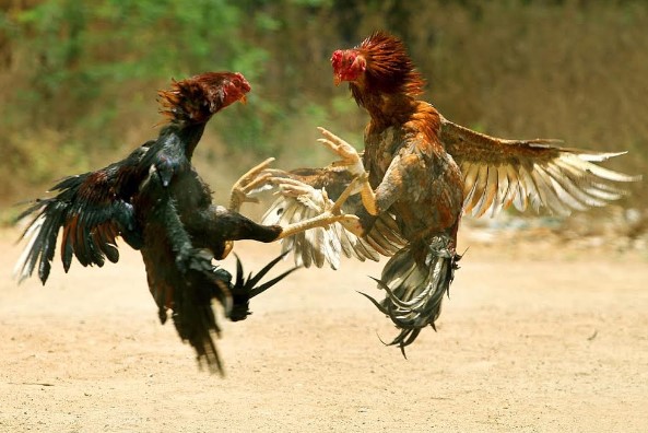 Tổng hợp các hình thức kèo hấp dẫn nhất đá gà Fun88